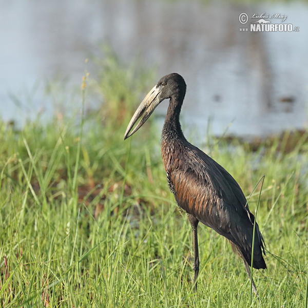 African Openbill (Anastomus lamelligerus)