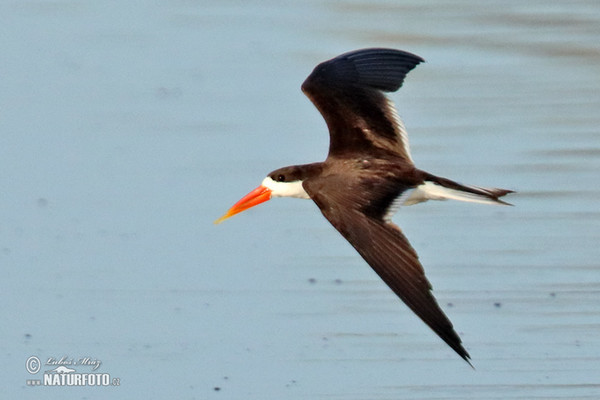 African Skimmer (Rynchops flavirostris)