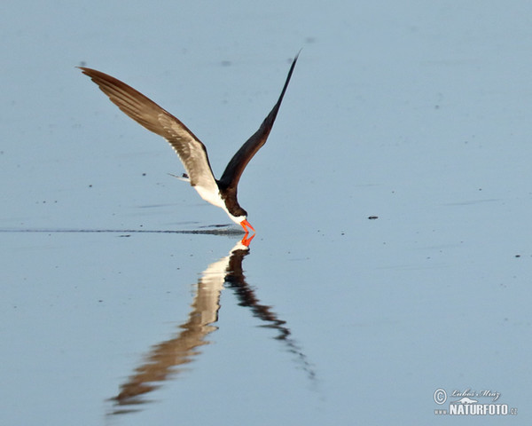 African Skimmer (Rynchops flavirostris)