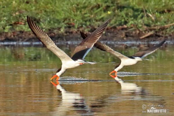 African Skimmer (Rynchops flavirostris)