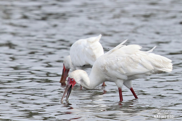 African Spoonbill (Platalea alba)