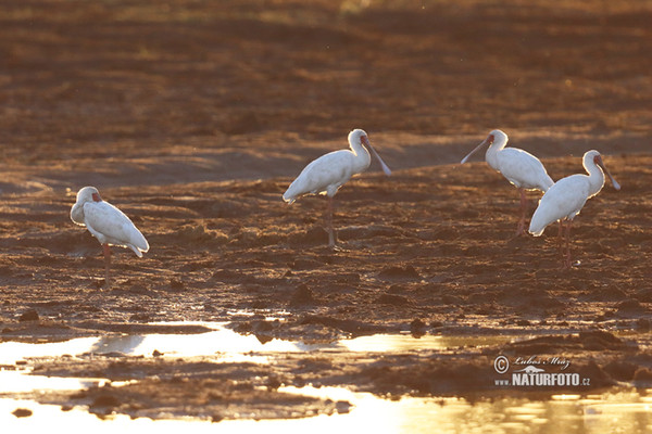 African Spoonbill (Platalea alba)