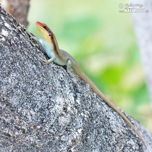 African striped skink (Mabuya striata.)