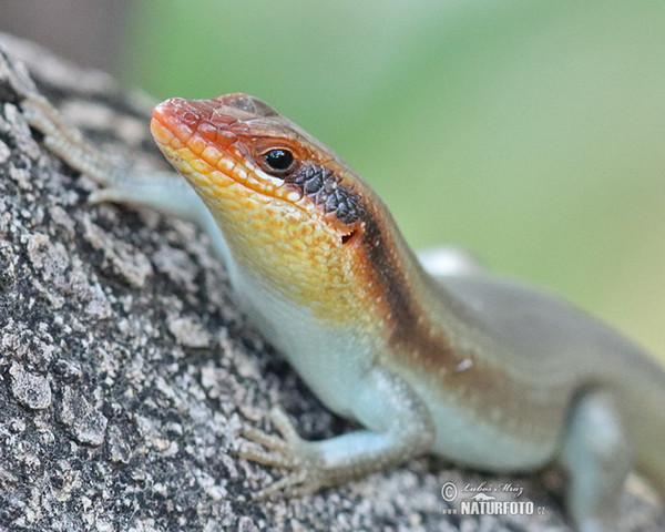 African striped skink (Mabuya striata.)