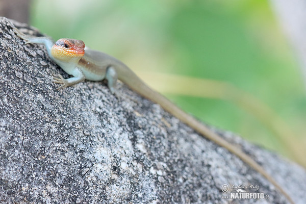 African striped skink (Mabuya striata.)