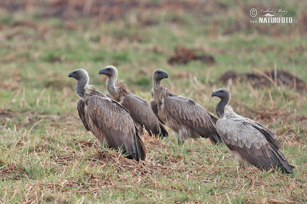 African White-backed Vulture (Gyps africanus)