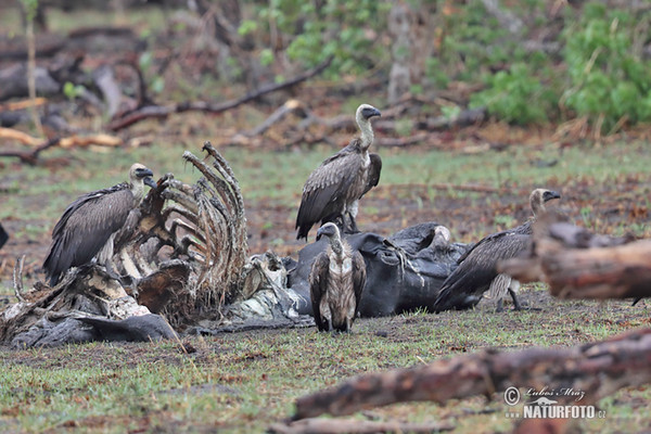 African White-backed Vulture (Gyps africanus)