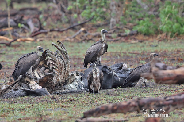 African White-backed Vulture (Gyps africanus)