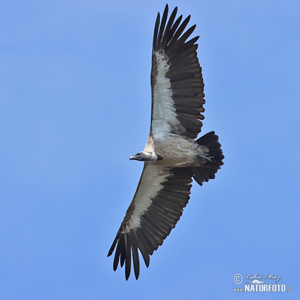 African White-backed Vulture (Gyps africanus)