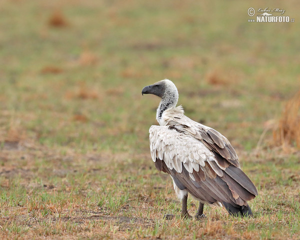 African White-backed Vulture (Gyps africanus)