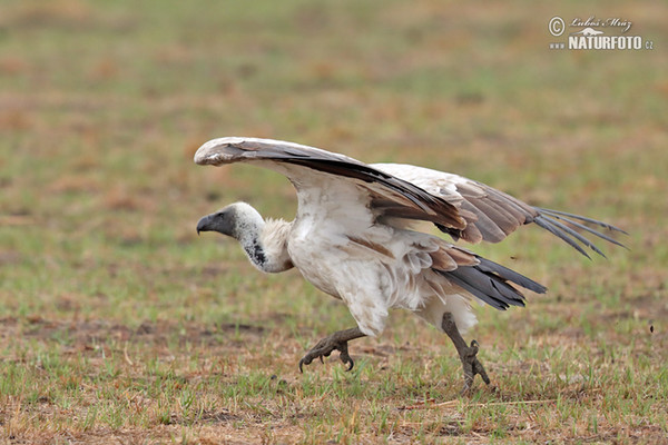 African White-backed Vulture (Gyps africanus)