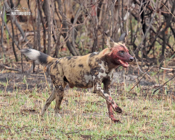 African Wild Dog (Lycaon pictus)