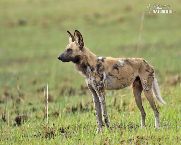 African Wild Dog (Lycaon pictus)