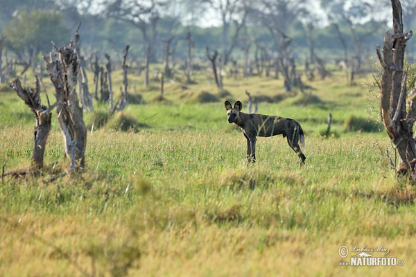 African Wild Dog (Lycaon pictus)