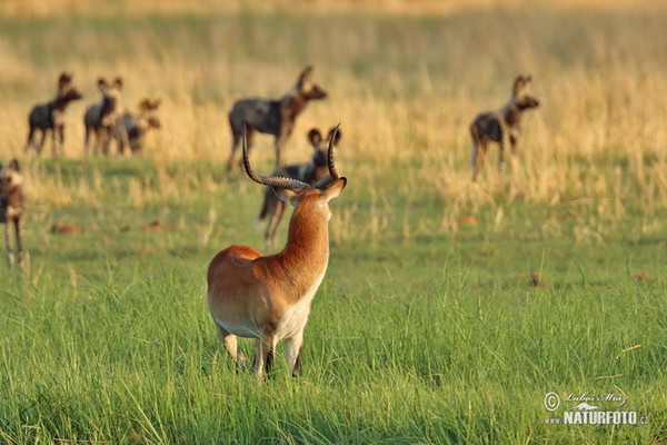 African Wild Dog (Lycaon pictus)