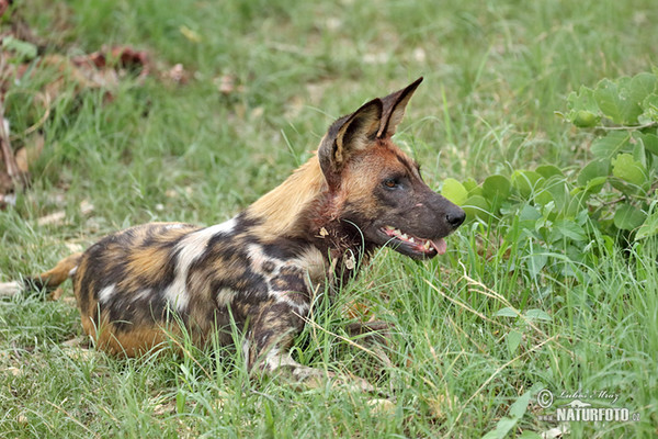 African Wild Dog (Lycaon pictus)