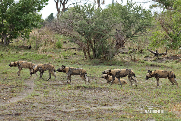 African Wild Dog (Lycaon pictus)