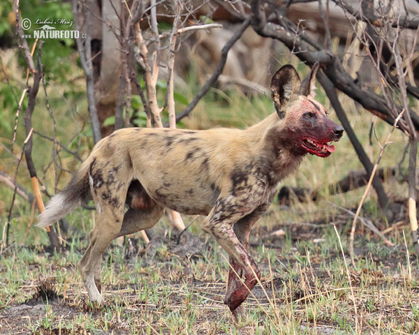 African Wild Dog (Lycaon pictus)