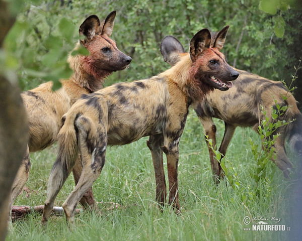 African Wild Dog (Lycaon pictus)