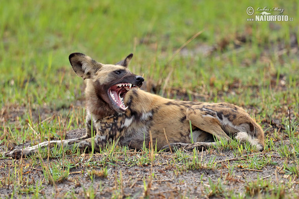 African Wild Dog (Lycaon pictus)