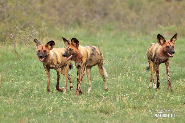 African Wild Dog (Lycaon pictus)