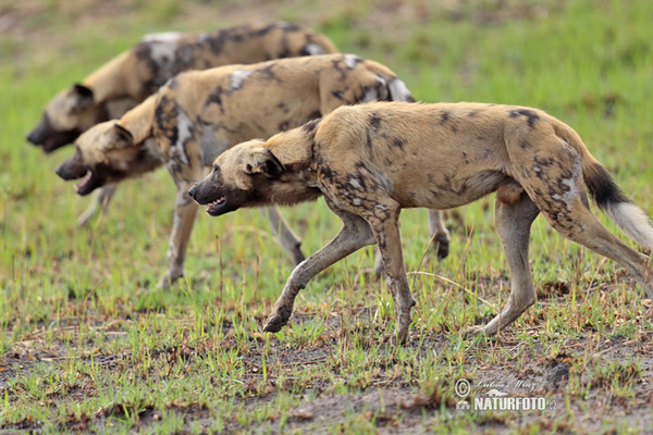 African Wild Dog (Lycaon pictus)