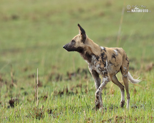 African Wild Dog (Lycaon pictus)