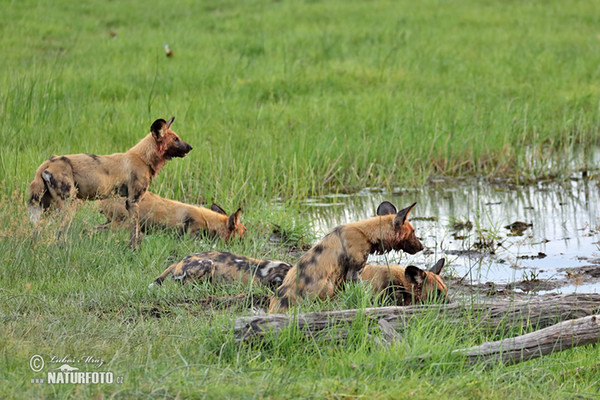 African Wild Dog (Lycaon pictus)