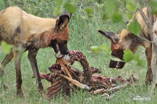 African Wild Dog (Lycaon pictus)