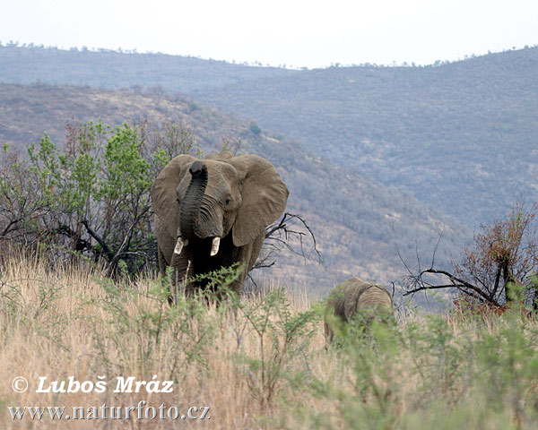 Afrika savanna fili