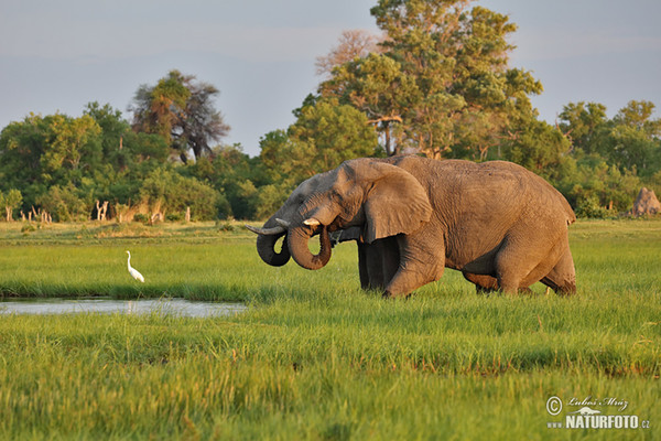 Afrika savanna fili