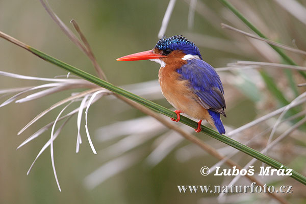 Afrikaanse dwergijsvogel