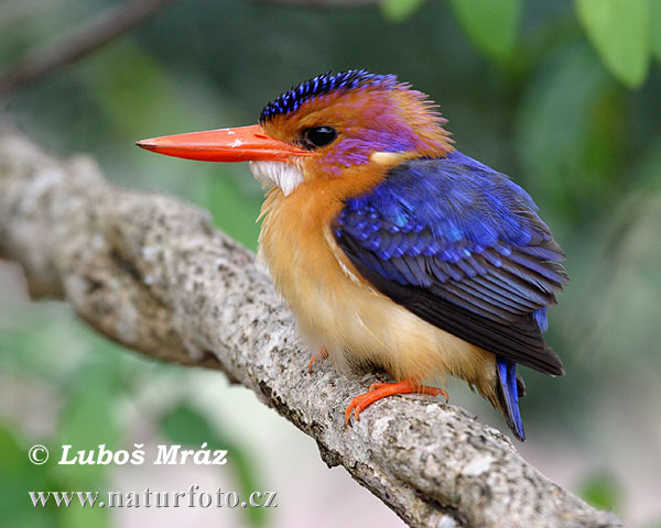 Afrikaanse dwergijsvogel