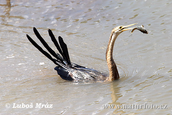 Afrikaanse Slangenhalsvogel