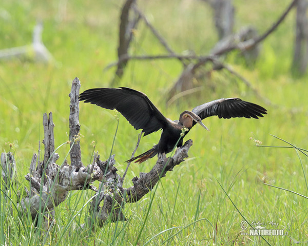 Afrikaanse slangenhalsvogel