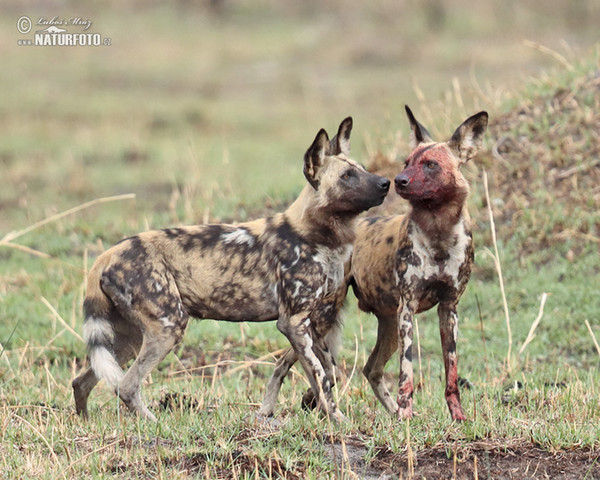 Afrikaanse wilde hond