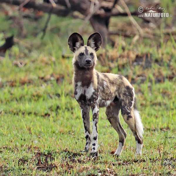 Afrikaanse wilde hond