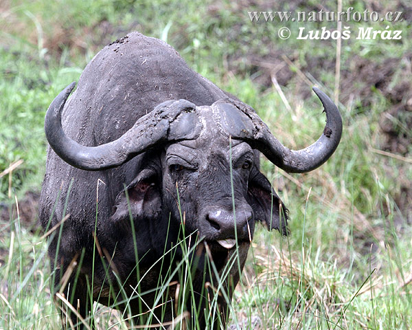 Afrikan Buffalo (Syncerus caffer)