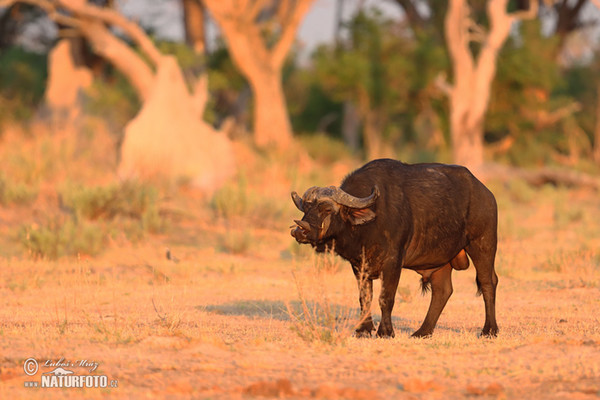 Afrikan Buffalo (Syncerus caffer)