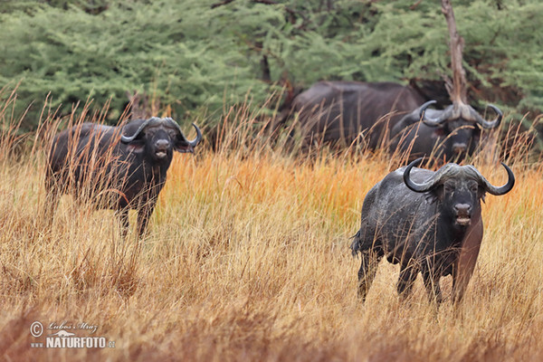 Afrikan Buffalo (Syncerus caffer)