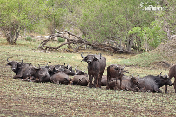 Afrikan Buffalo (Syncerus caffer)