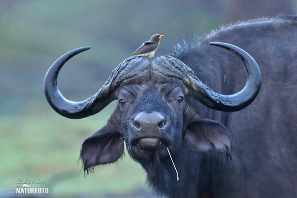 Afrikan Buffalo (Syncerus caffer)