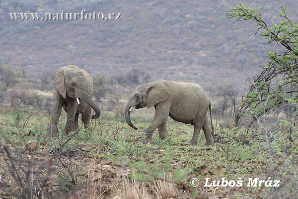 Afrikansk elefant