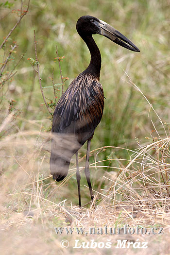 Afrikansk gapnäbbstork