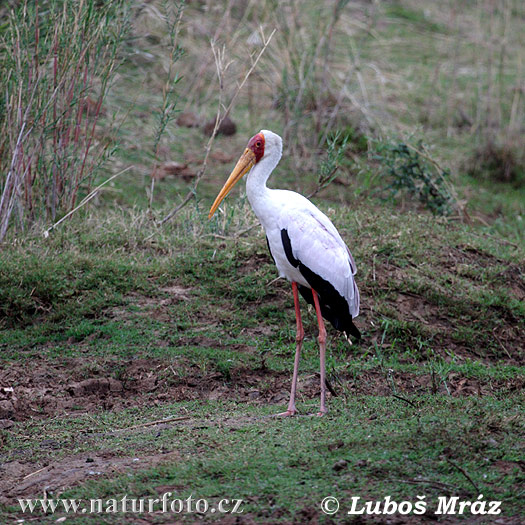 Afrikansk ibisstork