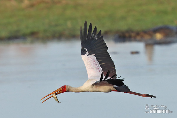 Afrikansk ibisstork