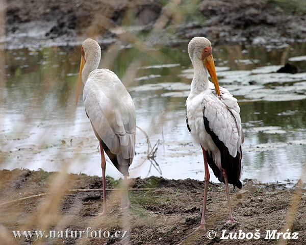 Afrikansk Skovstork