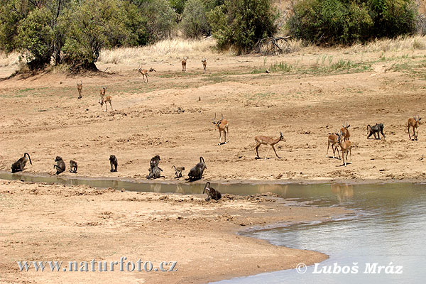 Afrique australe