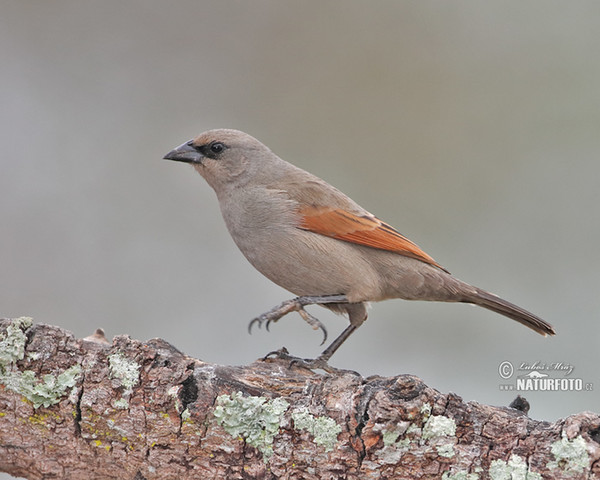 Agelaioides badius