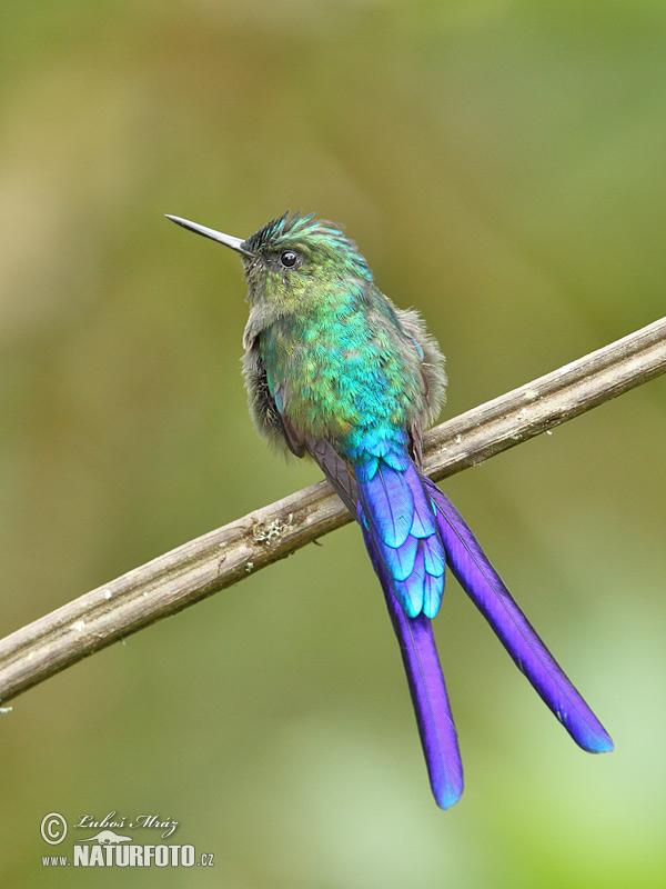 Aglaiocercus coelestis